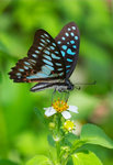 Graphium doson - �����C��