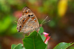 Junonia orithya - �A�Ų��潺