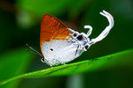 Zeltus amasa maximinianus