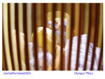 200307260001om