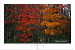 CAT_0195f
