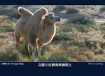 006bDSC_4372f