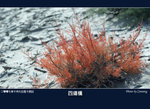 017aDSC_7288f
