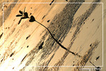 dscf2417 copy