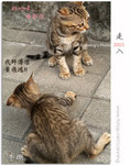20050108 (26b)