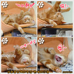 coffee20070522