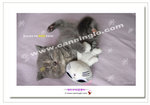 OT200712295115Pf