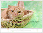 CAT_5620F