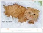 CAT_5681F