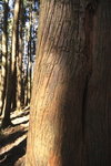 IMG_20071117_351