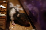 Guinea Pig