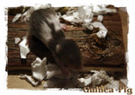Guinea Pig