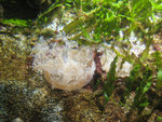upside down jellyfish