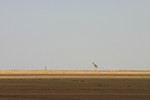 Amboseli_12