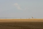 Amboseli_13