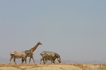 Amboseli_17