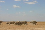 Amboseli_18