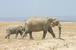 Amboseli_19