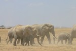 Amboseli_21