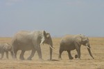 Amboseli_22
