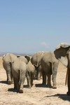 Amboseli_25