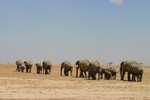 Amboseli_26