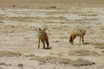 Amboseli_27