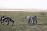 Amboseli_32