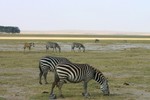 Amboseli_33