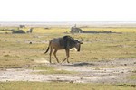 Amboseli_34