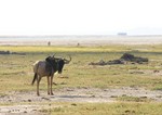 Amboseli_35