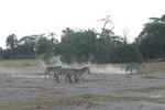 Amboseli_36