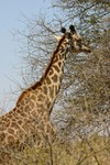 Amboseli_4