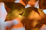 Sophie_IMG_6938