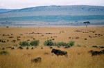 Kenya_19