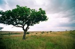 Kenya_21