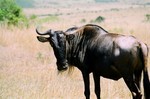 Kenya_25