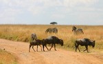 Masai_13