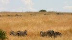 Masai_14