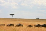 Masai_15