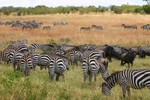 Masai_18