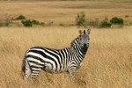 Masai_25