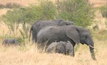 Masai_27