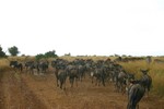 Masai_34