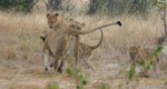 Masai_36