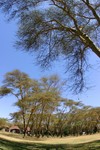 Naivasha_1
