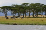 Naivasha_13