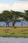 Naivasha_8