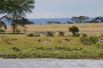 Naivasha_9