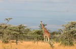 Nakuru_1
